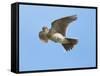 Male Skylark (Alauda Arvensis) in Flight, Singing, Denmark Farm, Lampeter, Ceredigion, Wales, UK-Richard Steel-Framed Stretched Canvas