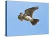 Male Skylark (Alauda Arvensis) in Flight, Singing, Denmark Farm, Lampeter, Ceredigion, Wales, UK-Richard Steel-Stretched Canvas