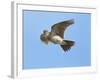 Male Skylark (Alauda Arvensis) in Flight, Singing, Denmark Farm, Lampeter, Ceredigion, Wales, UK-Richard Steel-Framed Photographic Print