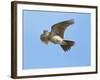 Male Skylark (Alauda Arvensis) in Flight, Singing, Denmark Farm, Lampeter, Ceredigion, Wales, UK-Richard Steel-Framed Photographic Print