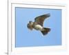 Male Skylark (Alauda Arvensis) in Flight, Singing, Denmark Farm, Lampeter, Ceredigion, Wales, UK-Richard Steel-Framed Photographic Print