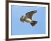 Male Skylark (Alauda Arvensis) in Flight, Singing, Denmark Farm, Lampeter, Ceredigion, Wales, UK-Richard Steel-Framed Photographic Print