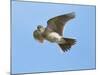 Male Skylark (Alauda Arvensis) in Flight, Singing, Denmark Farm, Lampeter, Ceredigion, Wales, UK-Richard Steel-Mounted Photographic Print