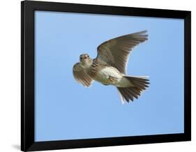 Male Skylark (Alauda Arvensis) in Flight, Singing, Denmark Farm, Lampeter, Ceredigion, Wales, UK-Richard Steel-Framed Photographic Print