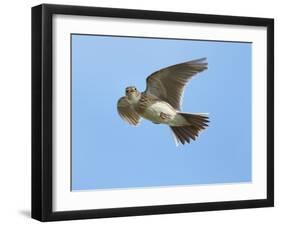 Male Skylark (Alauda Arvensis) in Flight, Singing, Denmark Farm, Lampeter, Ceredigion, Wales, UK-Richard Steel-Framed Photographic Print