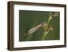 Male Small Red Damselfly (Ceriagrion Tenellum) Infested with Mites Perched on a Sedge Stem-Nick Upton-Framed Photographic Print