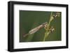 Male Small Red Damselfly (Ceriagrion Tenellum) Infested with Mites Perched on a Sedge Stem-Nick Upton-Framed Photographic Print