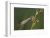 Male Small Red Damselfly (Ceriagrion Tenellum) Infested with Mites Perched on a Sedge Stem-Nick Upton-Framed Photographic Print