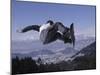 Male Snowboarder Flying over the Vert-null-Mounted Premium Photographic Print