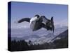 Male Snowboarder Flying over the Vert-null-Stretched Canvas