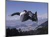 Male Snowboarder Flying over the Vert-null-Mounted Photographic Print