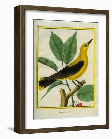 Male South American Yellow Oriole-Georges-Louis Buffon-Framed Giclee Print