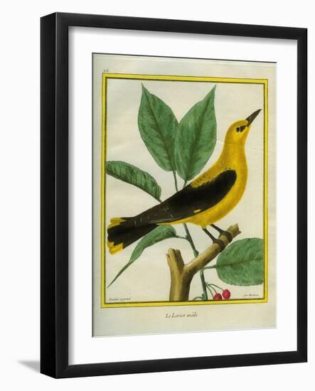 Male South American Yellow Oriole-Georges-Louis Buffon-Framed Giclee Print