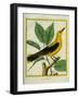 Male South American Yellow Oriole-Georges-Louis Buffon-Framed Giclee Print