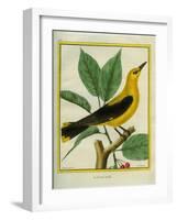 Male South American Yellow Oriole-Georges-Louis Buffon-Framed Giclee Print