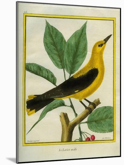 Male South American Yellow Oriole-Georges-Louis Buffon-Mounted Giclee Print