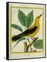 Male South American Yellow Oriole-Georges-Louis Buffon-Framed Stretched Canvas