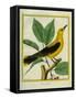 Male South American Yellow Oriole-Georges-Louis Buffon-Framed Stretched Canvas