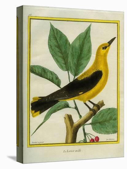 Male South American Yellow Oriole-Georges-Louis Buffon-Stretched Canvas