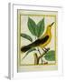 Male South American Yellow Oriole-Georges-Louis Buffon-Framed Giclee Print