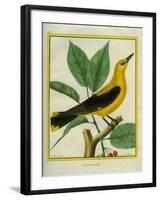 Male South American Yellow Oriole-Georges-Louis Buffon-Framed Giclee Print