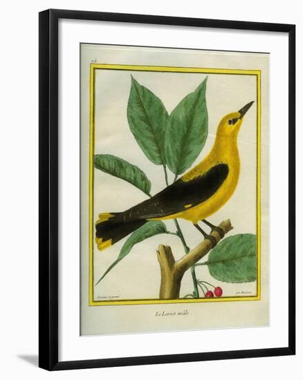 Male South American Yellow Oriole-Georges-Louis Buffon-Framed Giclee Print