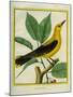 Male South American Yellow Oriole-Georges-Louis Buffon-Mounted Giclee Print