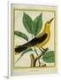 Male South American Yellow Oriole-Georges-Louis Buffon-Framed Giclee Print