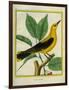 Male South American Yellow Oriole-Georges-Louis Buffon-Framed Giclee Print