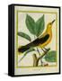 Male South American Yellow Oriole-Georges-Louis Buffon-Framed Stretched Canvas