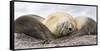 Male Southern elephant seal after breeding period on the Falkland Islands.-Martin Zwick-Framed Stretched Canvas