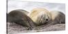 Male Southern elephant seal after breeding period on the Falkland Islands.-Martin Zwick-Stretched Canvas