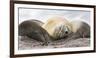 Male Southern elephant seal after breeding period on the Falkland Islands.-Martin Zwick-Framed Photographic Print