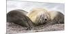 Male Southern elephant seal after breeding period on the Falkland Islands.-Martin Zwick-Mounted Photographic Print