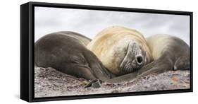 Male Southern elephant seal after breeding period on the Falkland Islands.-Martin Zwick-Framed Stretched Canvas