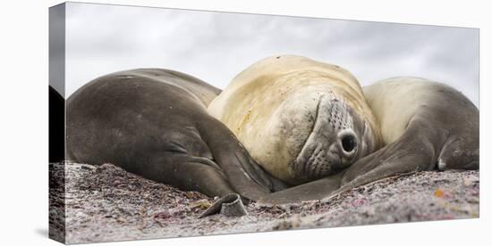 Male Southern elephant seal after breeding period on the Falkland Islands.-Martin Zwick-Stretched Canvas