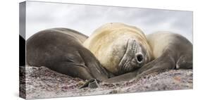 Male Southern elephant seal after breeding period on the Falkland Islands.-Martin Zwick-Stretched Canvas