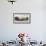 Male Southern elephant seal after breeding period on the Falkland Islands.-Martin Zwick-Framed Photographic Print displayed on a wall