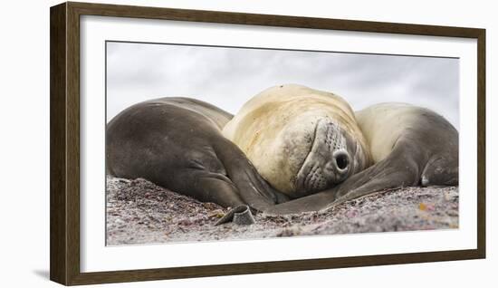 Male Southern elephant seal after breeding period on the Falkland Islands.-Martin Zwick-Framed Photographic Print