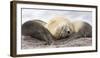 Male Southern elephant seal after breeding period on the Falkland Islands.-Martin Zwick-Framed Photographic Print