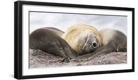 Male Southern elephant seal after breeding period on the Falkland Islands.-Martin Zwick-Framed Photographic Print