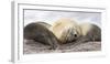 Male Southern elephant seal after breeding period on the Falkland Islands.-Martin Zwick-Framed Photographic Print