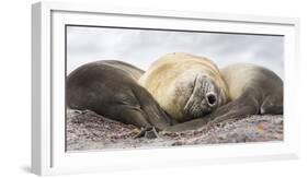 Male Southern elephant seal after breeding period on the Falkland Islands.-Martin Zwick-Framed Photographic Print