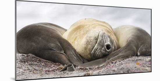 Male Southern elephant seal after breeding period on the Falkland Islands.-Martin Zwick-Mounted Photographic Print