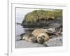 Male Southern elephant seal after breeding period on the Falkland Islands.-Martin Zwick-Framed Photographic Print