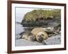 Male Southern elephant seal after breeding period on the Falkland Islands.-Martin Zwick-Framed Photographic Print