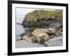 Male Southern elephant seal after breeding period on the Falkland Islands.-Martin Zwick-Framed Photographic Print