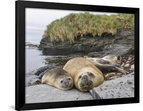 Male Southern elephant seal after breeding period on the Falkland Islands.-Martin Zwick-Framed Photographic Print