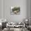 Male Southern elephant seal after breeding period on the Falkland Islands.-Martin Zwick-Photographic Print displayed on a wall