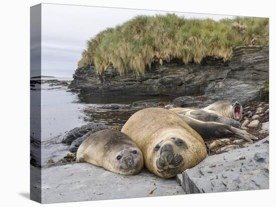 Male Southern elephant seal after breeding period on the Falkland Islands.-Martin Zwick-Stretched Canvas